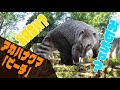 【アカハナグマ　「ピーチ」】ニューフェイスの過去と今