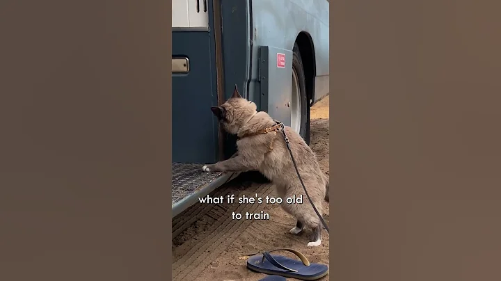 Full-time van life with our rescue cat #shorts