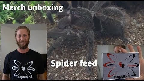 Unboxing merch from Dark Science Reptiles, and feeding spiders