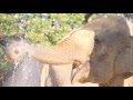 Japanese Folk Song #44: Little Elephant/Horses (ぞうさん・おうま Zōsan/Ouma)