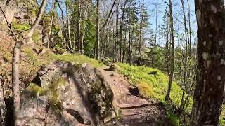 Spring Forest Walk in Sweden 🌿 | Peaceful Nature Walk | May 2, 2026