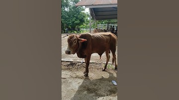sapi lucu #shorts #cow #lembu #conbò