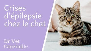 Crises d'épilepsie chez le chat