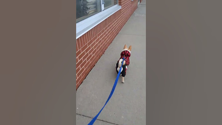 Every shopping trip turns into an adventure when Bowser insists on visiting the pet store.