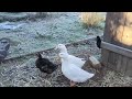 Good frosty morning duckies - January 11, 2025