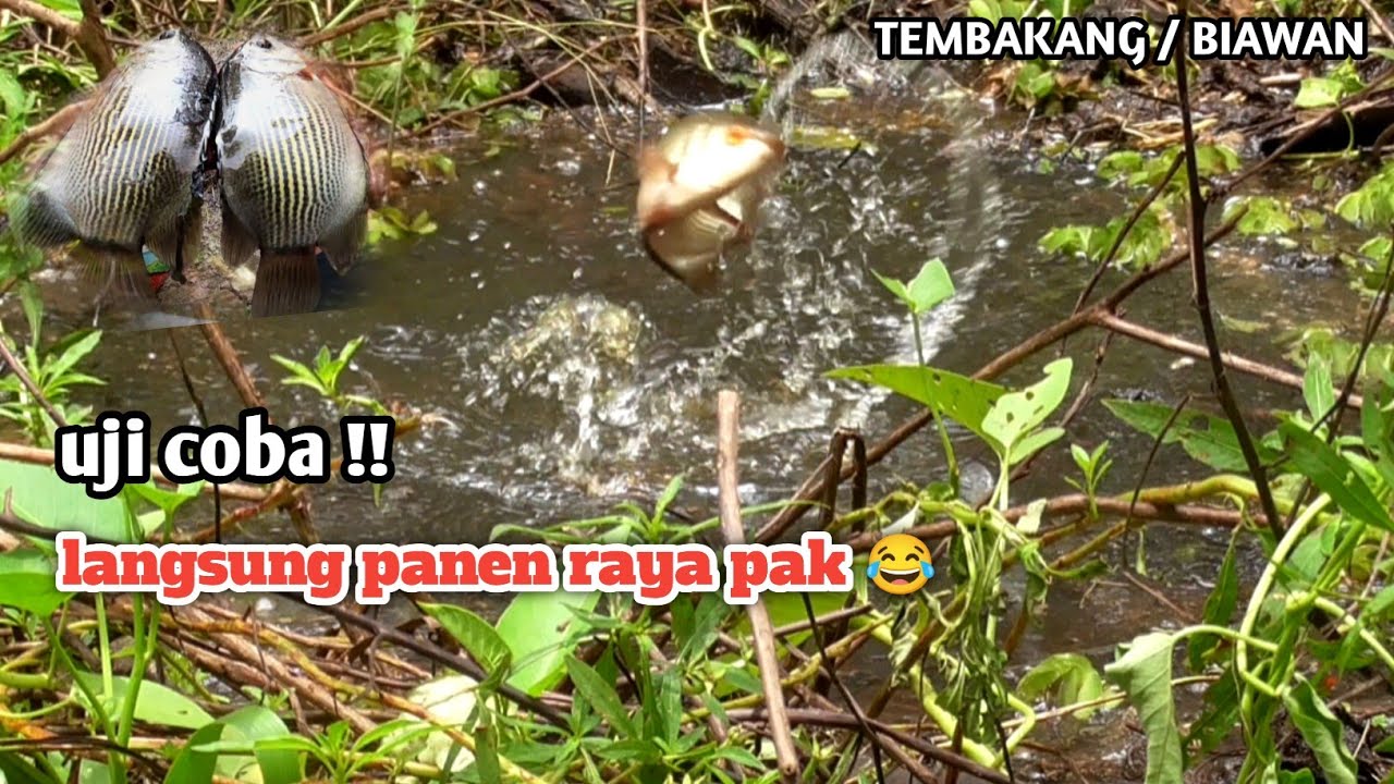mancing tembakang/biawan ngga semua pemancing bisa mancing ikan ini