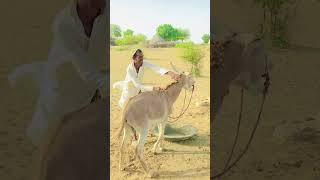 Boht interesting seen h kamal ka seen h Thar animalslife #animalworld #babyanimals #animals