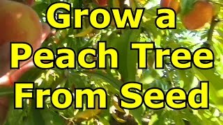How to Grow A Peach Tree From Seed