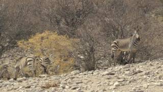 Mountain Zebras, Namibia