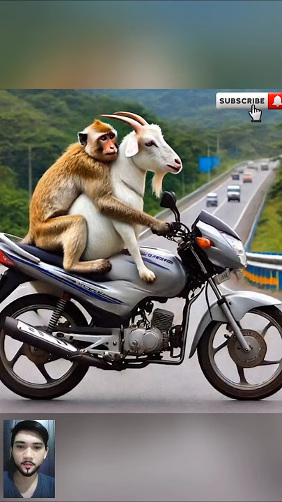Monyet lucu & kambing 😅 #monkey #monyet #monyetlucu #cutemonkey #lucu #kocak #ngakak #funny #kambing