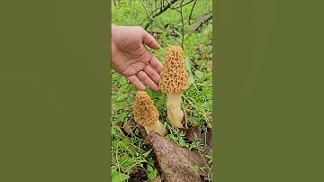Morel madness