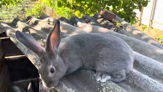 :     #bunny #rabbit # #mybunny # #farming #shortvideo 