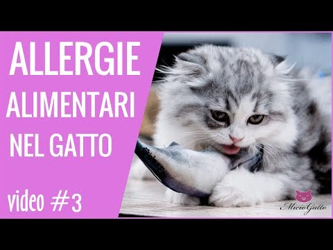 Video: La Vaccinazione Contro Le Pulci Del Gatto: Cosa Dovresti Sapere