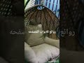 مرجيحة عش العصفور علي الطبيعه بعد التسليم للعميل