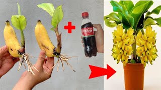 SUMMARY of super creative banana growing methods that are simple and easy to do at home