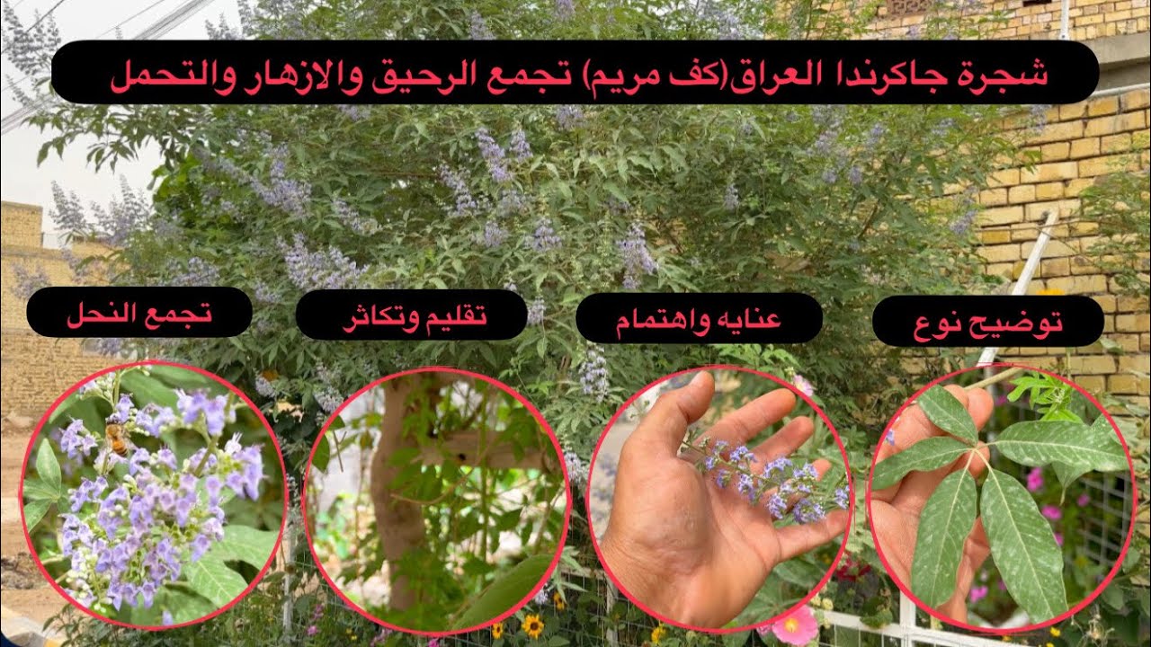 شجرة الجاكرندا العراقية شجرة مزهرة رحيقية متحملة تنمو بالصيف والاجواء الحاره