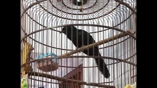 BURUNG TUWU HAYAM WURUK 3