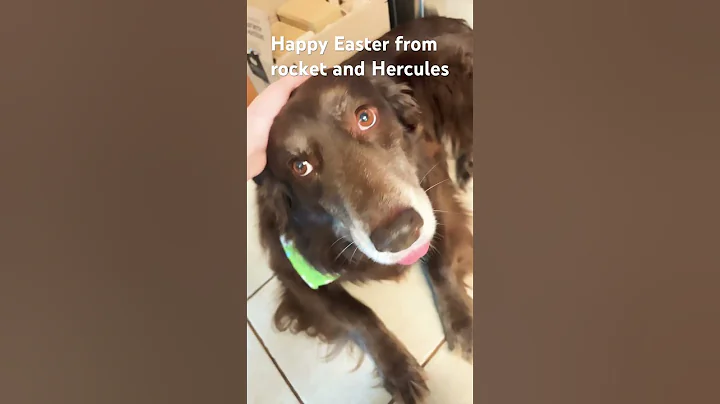Watch the video about #easter #cat #catbaby #cute #dog #cutecat #cutedog #mainecoon #australianshepherd