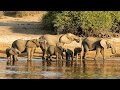 African Music Instrumental - The Watering Hole
