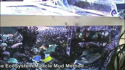 EcoSystem Miracle Mud Part 4