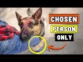 5 Signs Your Dog Would Follow You Anywhere (Happens Very Rarely!)