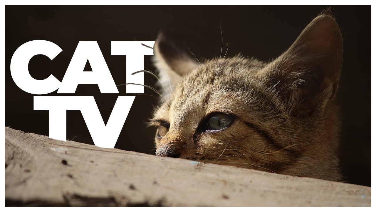 Cat TV | Relaxing Nature & Bird Watching Video for Cats | Enrichment & Entertainment