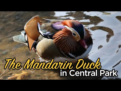 Video: Bedøvelse Mandarin Duck Vises I Central Park I New York City