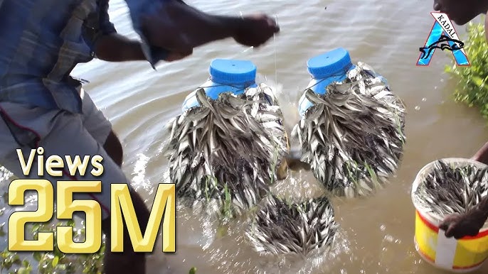 How to make a fish trap in 30 seconds 