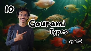 10 Most Beautiful Gourami Fish You Must See