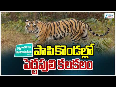 Tiger Spotted At Papikonda Hills | పాపికొండల్లో పెద్దపులి కలకలం | ZEE Telugu News - ZEE24TELUGUNEWS