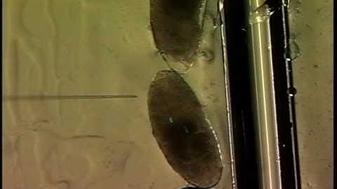 Injection of Drosophila embryos with a micropipette using a micromanipulator