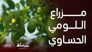 سماط | تاريخ اللومي الحساوي