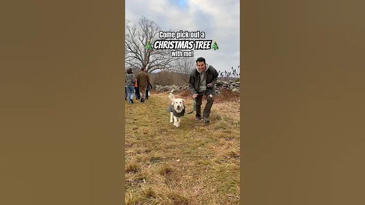 My Dog Picked Out Our Christmas Tree 🎄 #doglover #shorts #goldenretriever