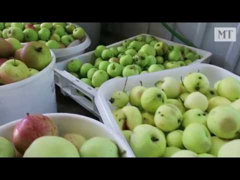Video: Kuinka Tehdä Maissijauhoa Omenan Karpalopiirasta