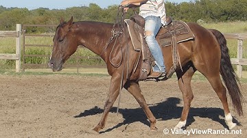 Boonsmarrt - riding bridleless in outdoor arena - Valley View Ranch
