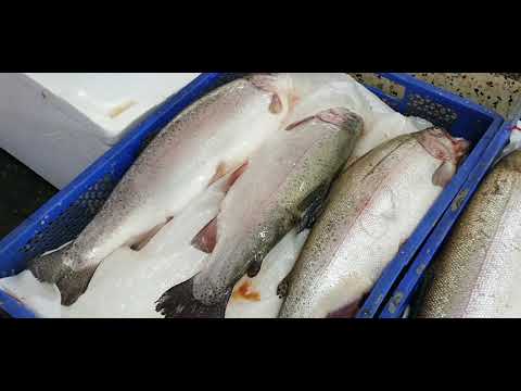 ვიდეო: ჰამბურგის თევზის ბაზარი