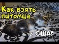 Как взять питомца в США? Сколько стоит / Как мы взяли себе кошку