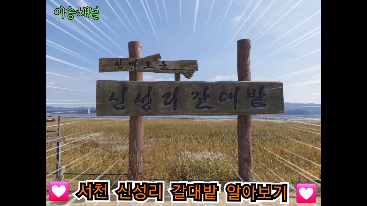 💚서천 신성리 갈대밭💚
