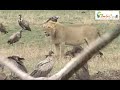 ライオンの獲物を奪い取るハイエナとハゲワシたち　Wild Animals in Africa / Battle of Lion vs. Hyena and Vulture Corp