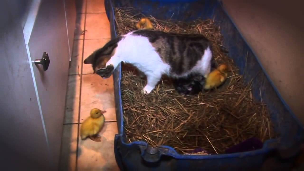 Mother Cat With Kittens And Ducklings Mother Cat With Kittens And Ducklings
