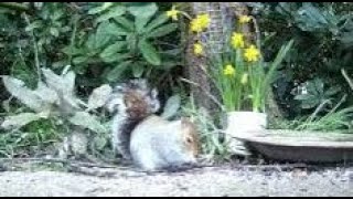 Young Squirrel On Spring Friday Visit To My Cottage Garden Scone Perth Perthshire Scotland