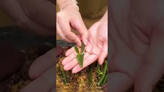 Apa Bisa❓ Menumbuhkan Anggrek Bulan Dari Tangkai Bunga #anggrek #anggrekbulan #bungaanggrek #shorts