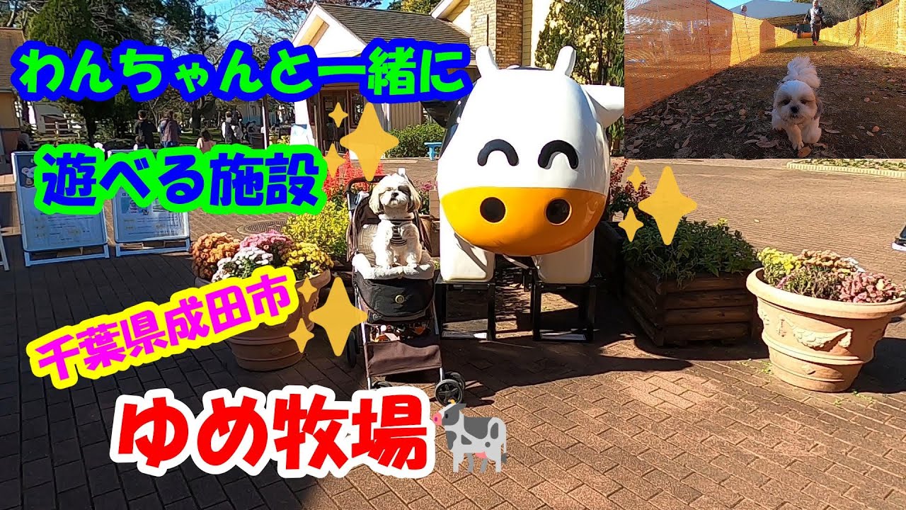 ワンコと一緒に遊べる施設　千葉県成田市　ゆめ牧場