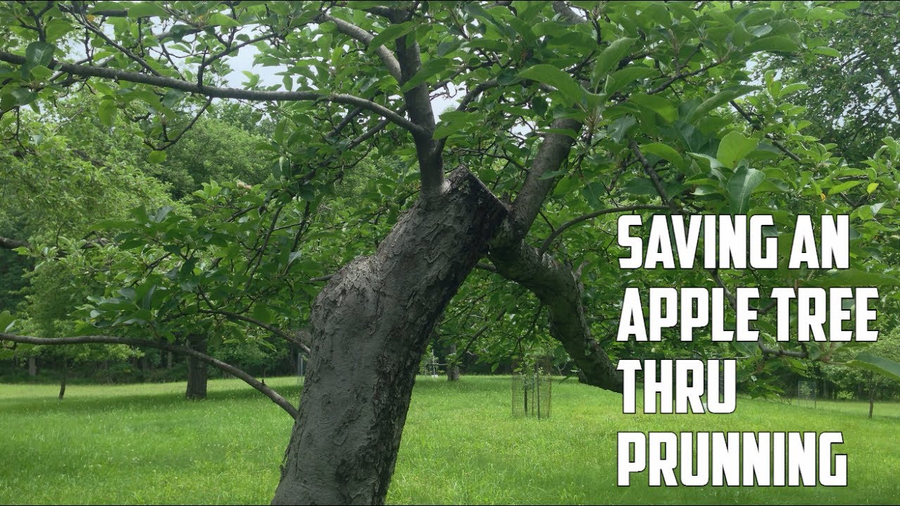 How to Prune your Apple Tree and extend its Lifespan YouTube