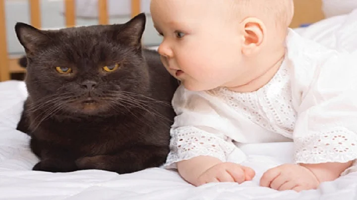 Video 3120381: cats talking baby, pets hilarious funny, cute pets