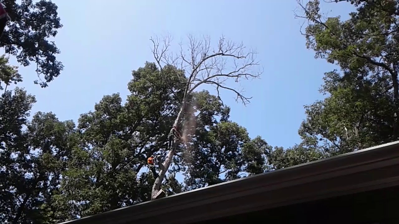 rules on cutting oak trees