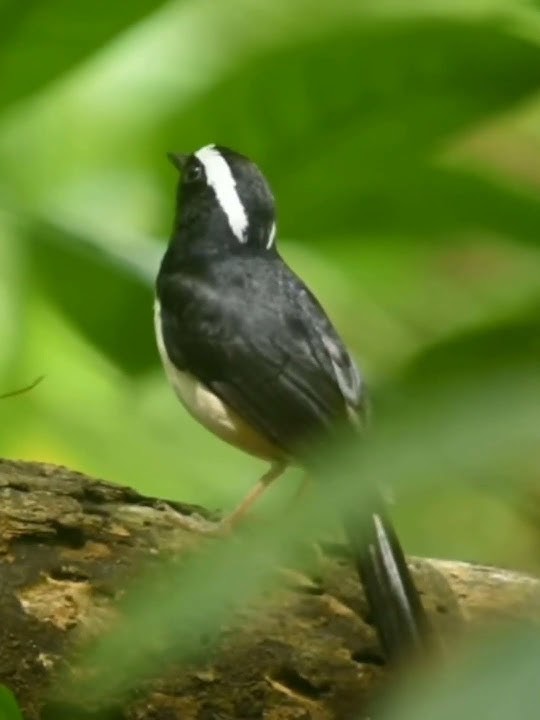 White-crested magpie magpie in the wild #birds #birdsounds #birds