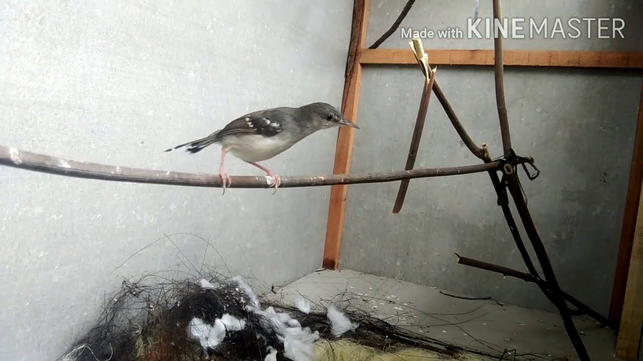 UJIAN TERNAK BURUNG CIBLEK