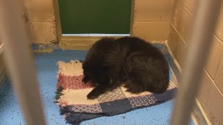 Lubbock Animal Services transports 30 dogs across country to find forever homes