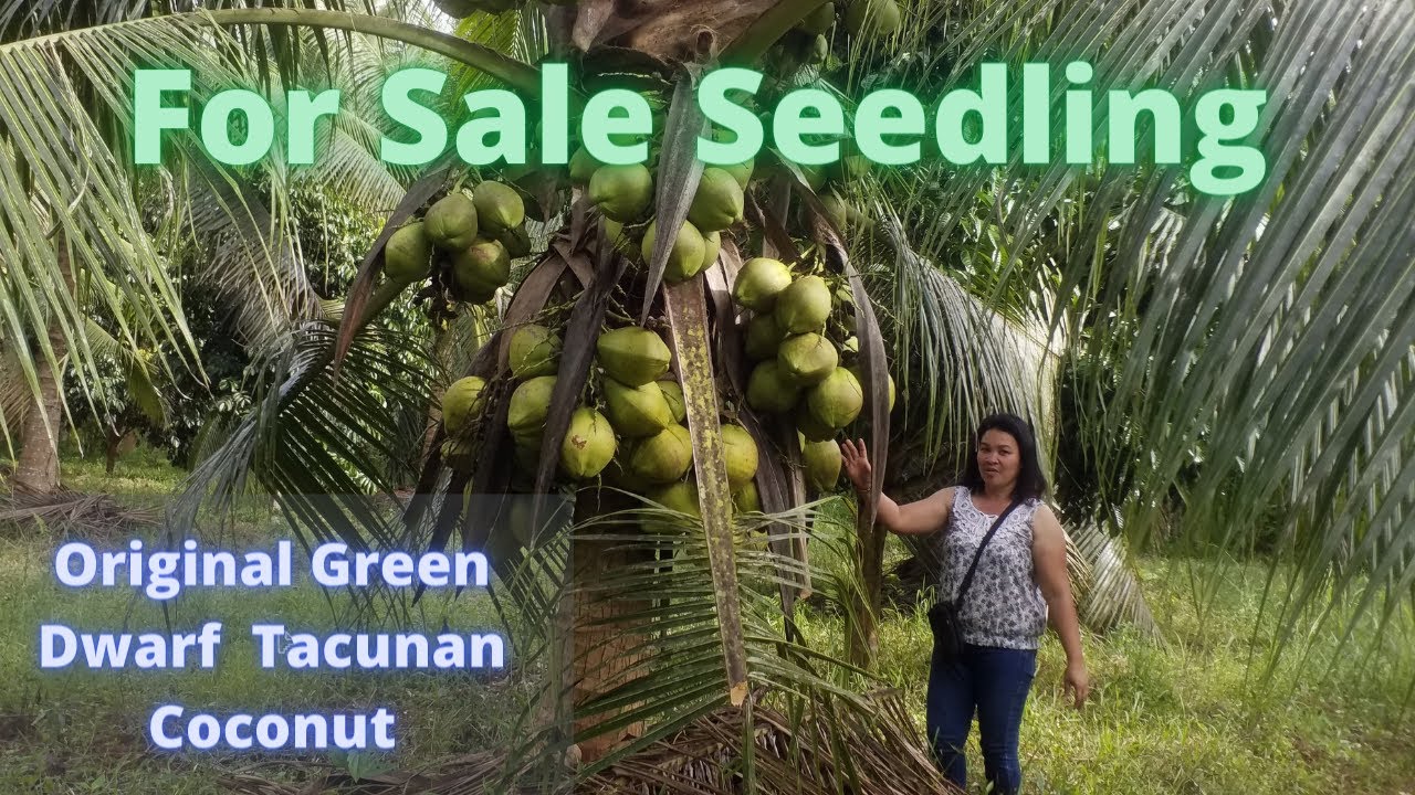 For Sale Original Green Coconut Dwarf Tacunan Seedling